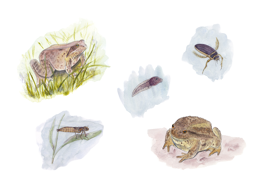 Illustration : Grasfrosch, Gelbbrandkäfer, Kaulquappe der Erdkröte, Libellenlarve und Erdkröte