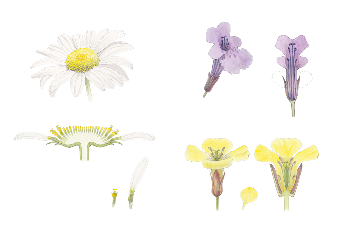 Blumen und deren Querschnitt