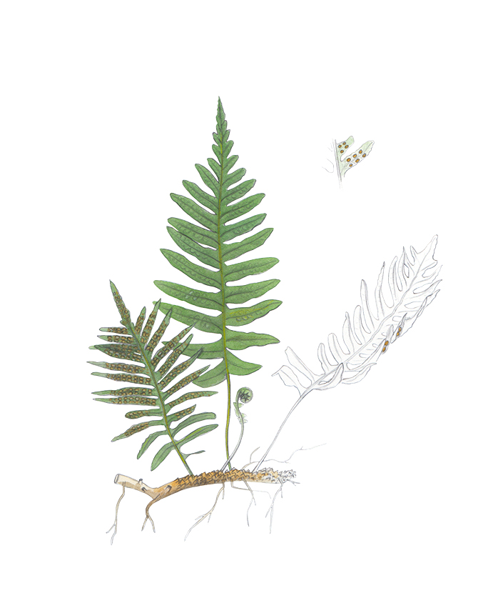 Aquarelle Gemeiner Tüpfelfarn - Polypodium vulgare L.